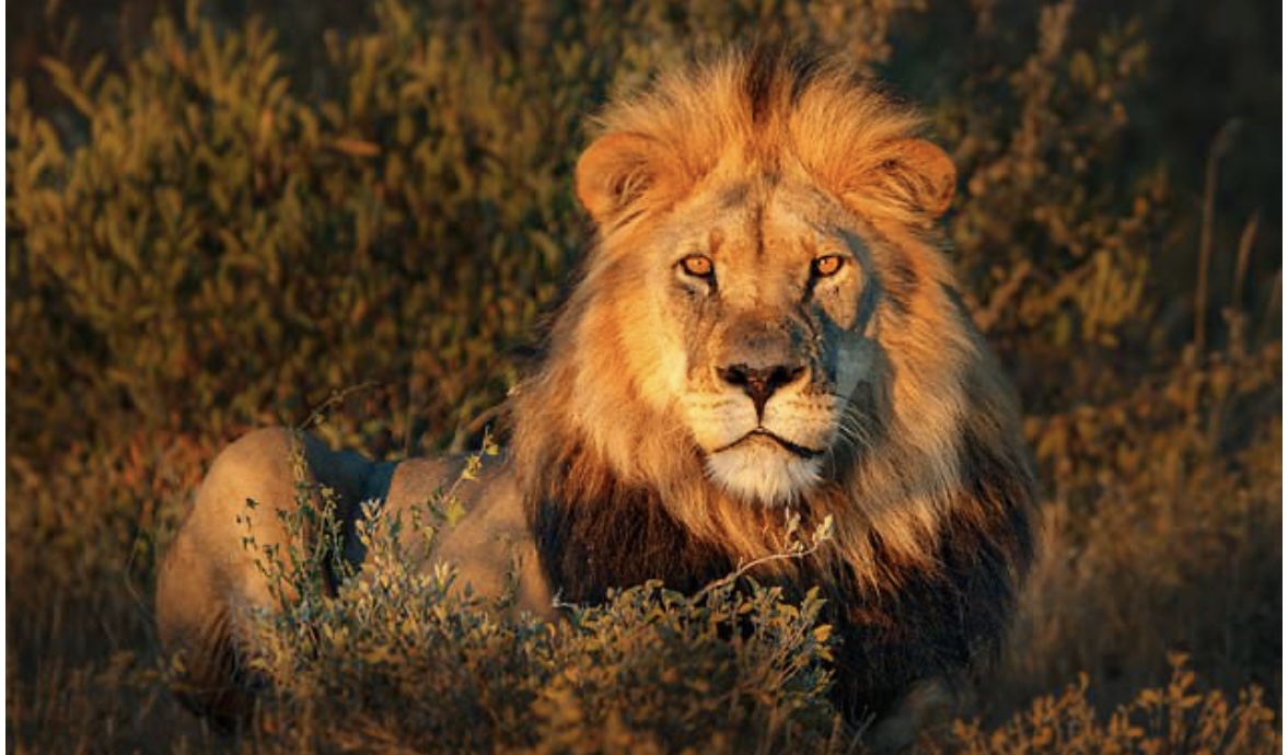 Lion at golden hour