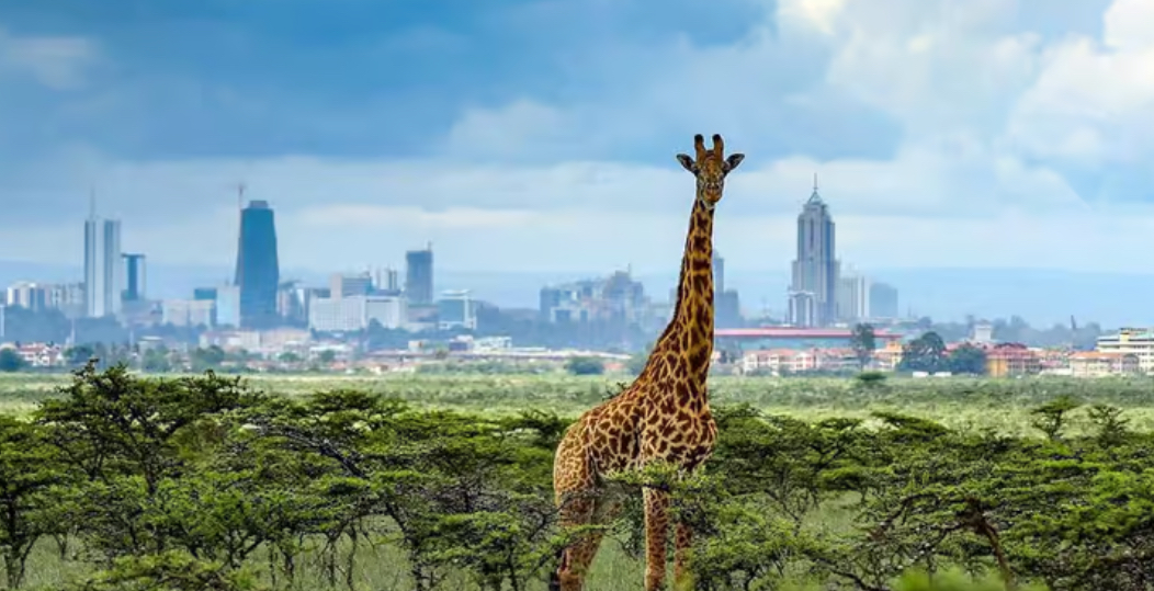 Giraffe with Nairobi skyline — Nairobi National Park
