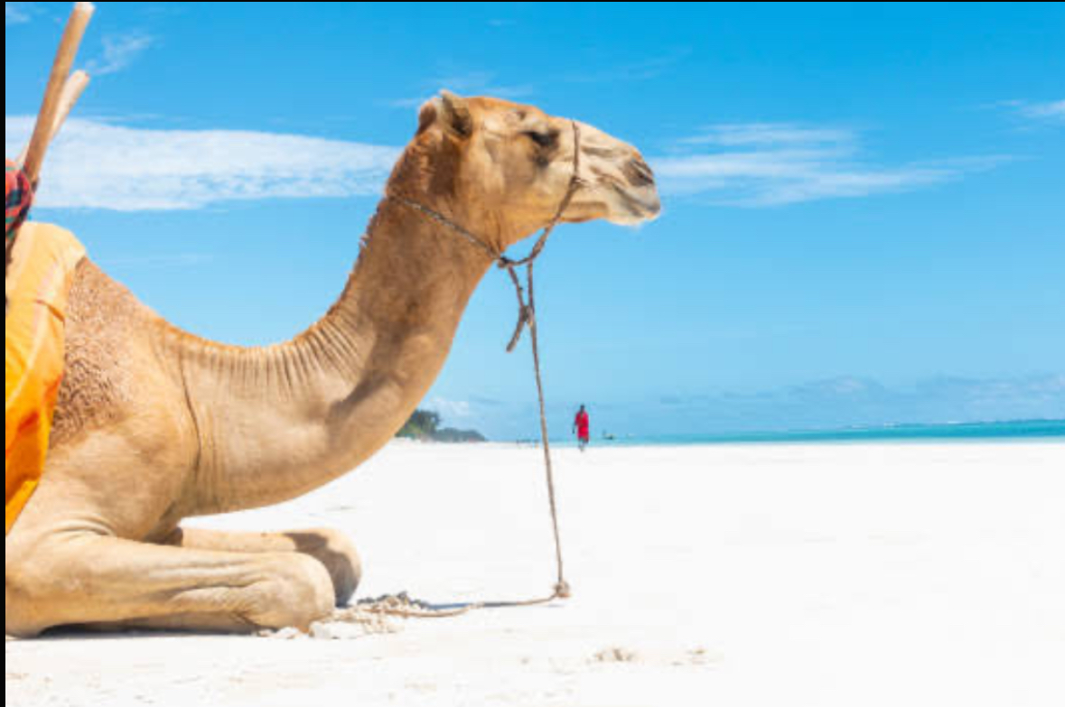 Day 5 — Diani